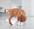 ICONIC PET 2 Pack of 2 Cup Stainless Steel Non Skid Pet Bowls for Dog or Cat with Raised Rim Dishwasher Safe Pet Food and Water Bowls - 16 Oz...