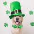 2023 NEW St.Patrick's Day Dog Collar with Bow Tie-Babole Pet, Cute Clover male Dog Collar with Safety Metal Buckle Adjustable Puppy Collars for Sm...