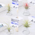 20 Pack Air Plant Stand Container Tillandsia Holder, Stainless Steel Tillandsia Container for Live Tropical Plant Home Office Desktop Decoration S...