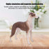 Greyhound Model, Plastic Material Simulation Greyhound , Teaching Tool Smoothing for...