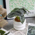 Ceramic Plant Pot Indoor, 4.5 Inch Flower Pot with Drainage Hole, Small Bubble Design Ceramic Planter for Home & Office Decor (White)...