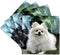 3dRose CST_4167_3 Pomeranian Ceramic Tile Coasters, Set of 4...