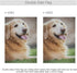 BlueViper Golden Retriever Dog Garden Flag Banner 12 x 18 Inch Decorative Garden Flag for Outdoor Lawn and Garden Home Décor Double-Sided...