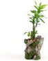 Funny Planter Head Planter with Drainage Hole Resin Plant Pot Pencil Holder Desk Storage(Mustache Man)...