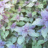 2000 Vietnamese Perilla Seeds - La Tia to - AKA. Shiso Seeds, Perilla Frutescens, Beefsteak Plant, Asian Mint Thai Basil Seeds, Asian Herb, Microg...