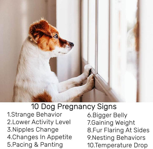 Dog Pregnancy Test Kit at Home, White, Fast and Accurate Detection, Pregnancy Tests Strip for Dog Disposable Pet Clinic Equipment...
