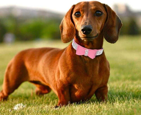Cute Dog Collar with Bling Rhinestone, Fancy Crystal Diamond Glitter Pretty Jewel Soft Cat Collars for Small Medium Large Breed Dogs Girl Female P...