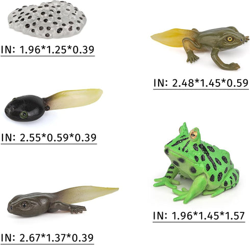 Fantarea Frog Animal Life Cycle Model Figure 5 PCS Horned Frog Growth Model Classroom Accessories Party Decoration Educational Development Toys fo...
