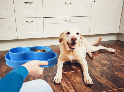 PetLike Ants Away Double Cat Dog Pet Water and Food Bowls,6cups /48oz Cat Dog Feeding Bowl Pet Food Dish for Puppy Medium larger Dogs Cats (Blue, ...
