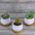 6pcs 3 inch Bamboo Round Plant Saucer, Mini Flower Pot Tray for Cactus Plant Pot Flower Pot Container Planter Bonsai Pots,no Plants Pot...