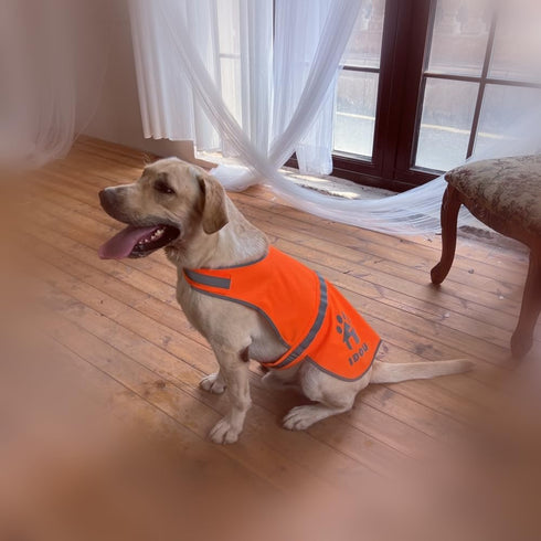 Reflective Dog Vest,High Visibility Orange Dog Vest,Dog Safety Vest for Walking, Jogging or Training L...