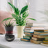 Black Cat Head with Hat Flowerpot Small Cute Animal Air Plants Pot Resin Succulent Pots Ornaments with Drainage Hole Lovely Desktop Greenery Decor...