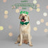 Elegant little tail St. Patrick's Day Dog Collar, Dog Collar with Bow, Green Clover Dog Collar Pet Gift Dog Bowtie Adjustable Dog Collar for Large...