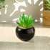 Teensery 2 Pcs Mini Artificial Succulent Plants Pots with Black Round Ceramic Bowl for Home Decoration, Office Decoration, Gift and More...
