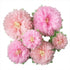 Pinks Flowers Decoration (11''-7'' Assorted) 6 pcs Artificial Tissue Paper Peony Nursery Wall Bridal Shower Centerpiece Baby Girl Birthday Tea Par...