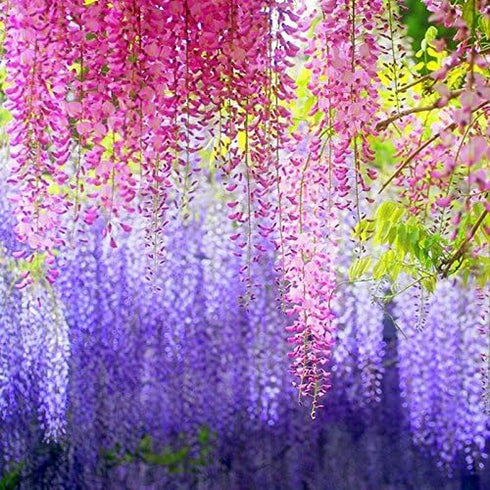 DearHouse 12 Pack 1 Piece 3.6 Feet Artificial Fake Wisteria Vine Ratta Hanging Garland Silk Flowers String Home Party Wedding Decor (Pink)...