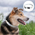 2 Pack Adjustable Personalized Dog Collars Soft Fancy Pet Collar Cute Flower Dog Collars Ideal for Male and Female Pet Dogs...