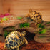 PINVNBY Turtle Basking Platform,Tortoise Resin Dock Resting Rock Reptile Habitat Ornament Hiding Cave Floating Ledge Aquarium Decoration for Beard...