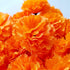 Marigold Flowers Heads Bulk, Silk Artificial Flowers for Diwali,Indian Festival, DIY Marigold Garland Day of The Dead Decorations (Orange)...