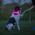 LED Dog Collar - HIGO USB Rechargeable Light Up Dog Collars, Pet Safety Collar Light Makes Your Dogs Be Seen at Night for Large Dogs (Pink, Large)...