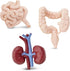 Safari Ltd. Human Organs TOOB - 8 Mini Figurines Including Brain, Heart, Lungs, Liver, Kidneys, Stomach, and Intestines - Anatomy Educational Toy ...