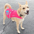 Dog Reflective Vest, Sizes to Fit Dogs 14 lbs to 130 lbs - SafetyPUP XD Hi Vis, Safety Vest Keeps Dogs Visible On and Off Leash in Both Urban and ...