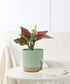 kubvici Indoor Plant Pots Set of 2 Planters 8 inch Plastic Planter with Hole & Saucer Modern Decorative for Outdoor Garden Home (Green, 8 inch)...