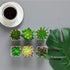 Nubry Mini Fake Succulent Plants Artificial Plastic Succulents Potted Faux Assorted Plants for Home Office Table Decoration, Set of 6 (White Plast...