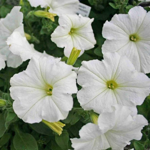 Rare Petunia Seeds for Planting - 300+ Beautiful Perennial Flowers Seeds Heirloom Vine Seeds - High Germination Rate Open Pollinated...