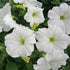 Rare Petunia Seeds for Planting - 300+ Beautiful Perennial Flowers Seeds Heirloom Vine Seeds - High Germination Rate Open Pollinated...