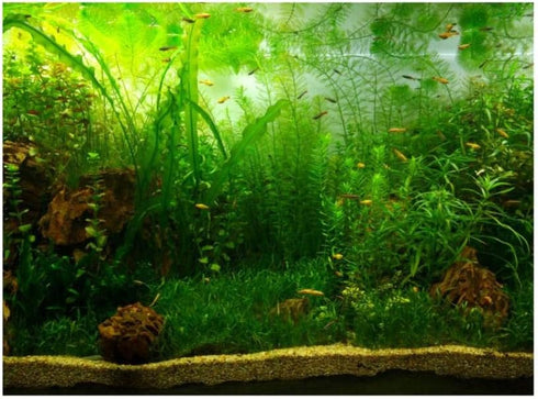 Zerodis PVC Aquarium Background Poster,Water Grass PVC Adhesive Static Aquarium Wallpaper Background(91 * 41cm)...
