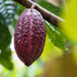 Earthborn Elements Cacao (Cocoa) 200 Capsules, Pure & Undiluted, No Additives...