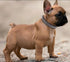 Spiked Dog Collar Soft Pu Leather Mushrooms Rivet Spike Studded Puppy Adjustable Cat Collars Light Blue XL...