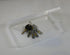 Clear Plastic Flat Rectangle Storage Box for Beads and Tools, 4-Inch by 7-Inch...