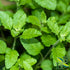 Red Clover Tops C/S | Cut & Sifted | Trifolium Pratense | Wildcrafted | 4oz...