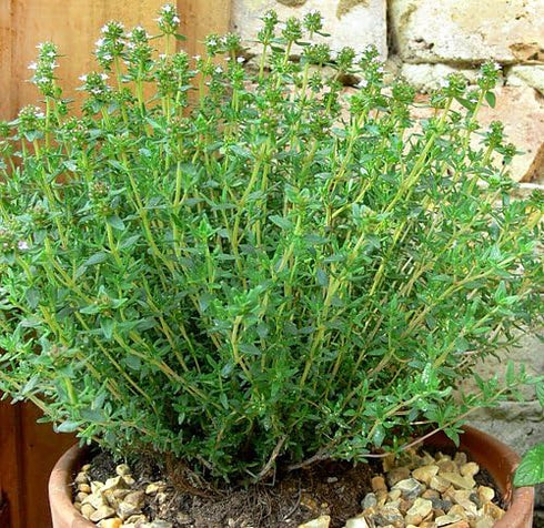 1000 Mixed Herb Seeds Heirloom Non-GMO 12 Varieties This is a Mix! Thyme Oregano Sage Tarragon Marjoram Summer Savory Basil Italian Greek Thai Dwa...