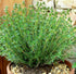 1000 Mixed Herb Seeds Heirloom Non-GMO 12 Varieties This is a Mix! Thyme Oregano Sage Tarragon Marjoram Summer Savory Basil Italian Greek Thai Dwa...