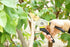 QY-731L Traditional Bypass Pruning 8.5" Titanium Blade- Handheld Gardening Tools Shears...