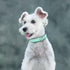Didog Waterproof Dog Collar with Soft Padded, Strong Dog Collars with Metal Buckle, Lightweight and Breathable Dog Collars for Medium Dogs, Green,...