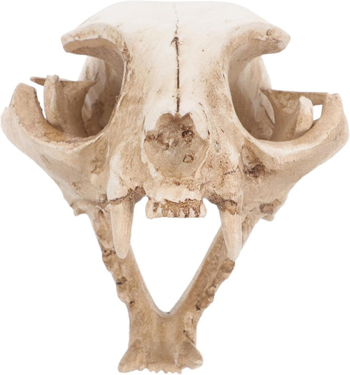 Amosfun Halloween Animal Scary Skeleton Props Resin Cat Skull Model Figurine Aquarium Fish Tank Landscape Decorations...