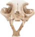 Amosfun Halloween Animal Scary Skeleton Props Resin Cat Skull Model Figurine Aquarium Fish Tank Landscape Decorations...