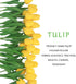 BOMAROLAN Artificial Tulip Fake Holland Mini Tulip Real Touch Flowers 24 Pcs for Wedding Decor DIY Home Party (Yellow)...