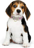 Rhinestone Cute Dog Collar Bow Tie Diamond Bling Puppy Collar Durable Adjustable Pet Collar for Small Medium Dogs Cats...