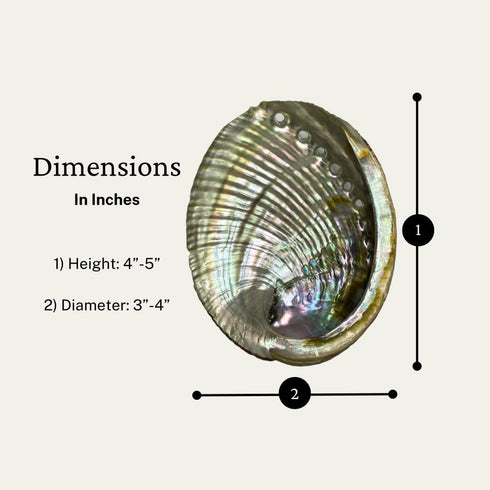 1 Abalone Shell 4 to 5 Inches | Beautiful All Natural Smudge Bowl - Perfect for Smudge Sticks, Incense Sticks and a Sage Smudge Kit. JC-011...