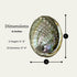 1 Abalone Shell 4 to 5 Inches | Beautiful All Natural Smudge Bowl - Perfect for Smudge Sticks, Incense Sticks and a Sage Smudge Kit. JC-011...
