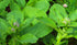 Health Embassy Borage Herb | Borago Officinalis L | 100% Natural Herbal Tea (50g)...