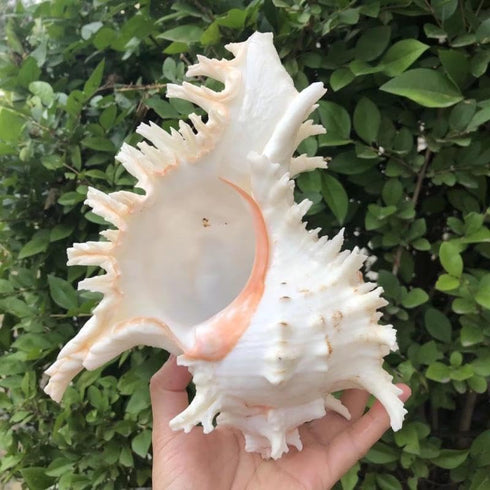 5.5‘’ to 6.3‘’ Large Natural Conch Shell Fish Tank Hideout Fish Tank House Natural Conch sea Shells for Fish Tank,Air Plant,Home Decorations,DIY C...
