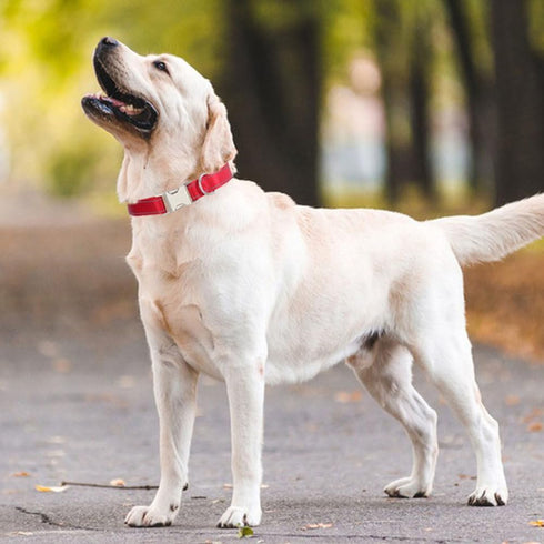 Reflective Dog Collar with Metal Buckle, Soft Sturdy Nylon Dog Collars with Quick Release Buckle, Adjustable Pet Collars with with ID Tag Ring for...