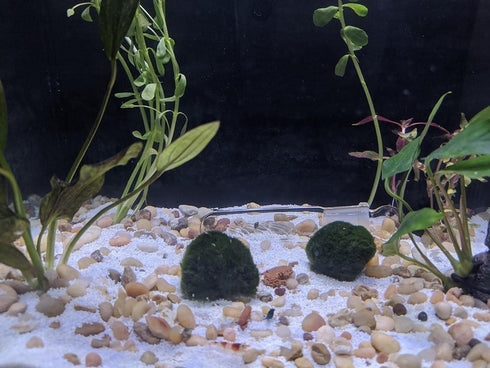 Planaria Trap Leech Trap Flatworm Trap 3 Holes Leeches Catcher Glass Tube for Aquarium Shrimp Tank 2 Pieces...