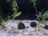 Planaria Trap Leech Trap Flatworm Trap 3 Holes Leeches Catcher Glass Tube for Aquarium Shrimp Tank 2 Pieces...